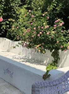 Kiraz Cicegi Butik Akyaka - 22