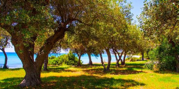 Malt Beachfront Villa - 3