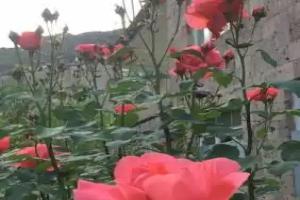 Guest house in Alaverdi, Alaverdi