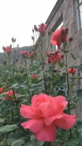 Guest house in Alaverdi - 0