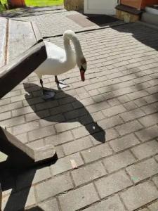 Nevido Tourist base - 11