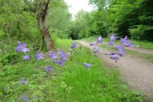 Pension Camping Schausten, Cochem