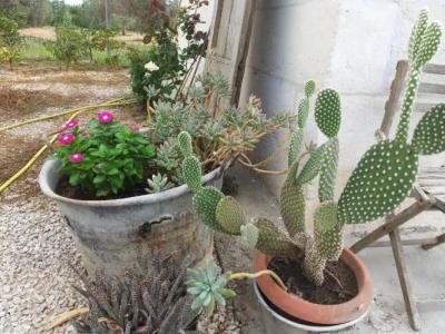 Casetta Vacanza in Campagna - 55