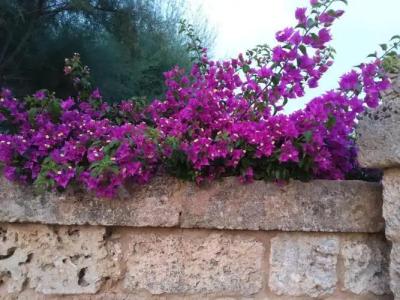 Casetta Vacanza in Campagna - 37