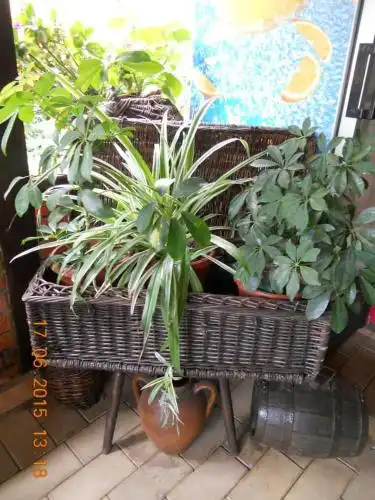 Diana Guest House - 3