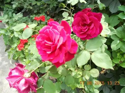 Diana Guest House - 7