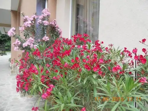 Diana Guest House - 10