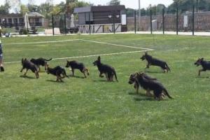 Riva's Club, Polonezkoy