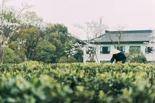 Zhejiang Xizi - 19