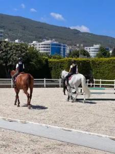 B. Equine Range - 14