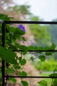 Kings Pavilion Luxury - 111