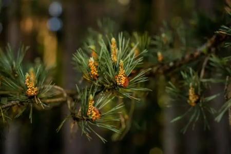 Санаторий Приозерный - 111