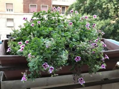 Pardis Guest house - 18