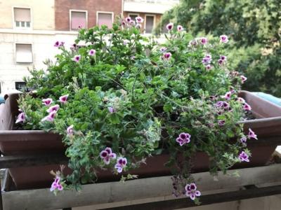 Pardis Guest house - 12