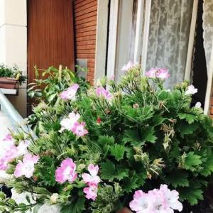 Pardis Guest house - 15