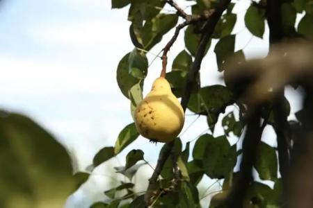 Guest House Dilijan Orran - 37