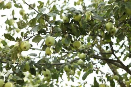 Guest House Dilijan Orran - 38