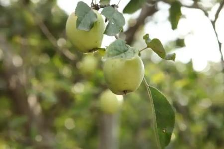 Guest House Dilijan Orran - 58