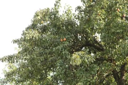 Guest House Dilijan Orran - 39