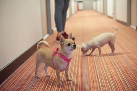 Ace Hôtel Chartres - 23