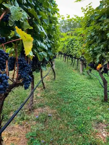 Etno House Mira i Vinarija DSM - 21