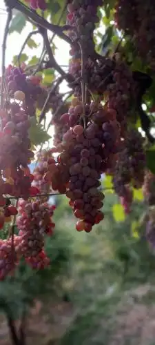Etno House Mira i Vinarija DSM - 3
