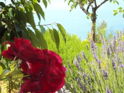 Guest House Vineyard oaza - 63