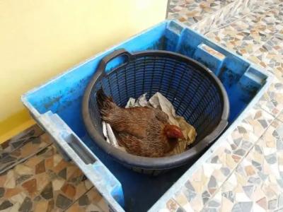 Harum Manis Country House - 9