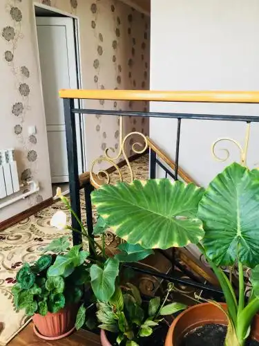 Tumar Guesthouse - 8