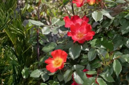 Astra Bed  Breakfast - 40