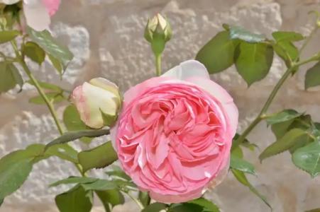 Astra Bed  Breakfast - 30