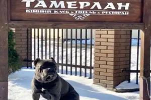 Tamerlan, Khmelnytskyi