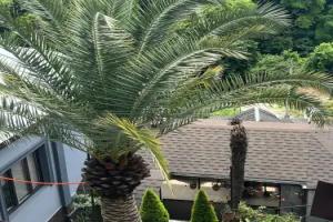 Emida Guest house, Gagra