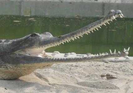 Eco Adventure Resort - 11