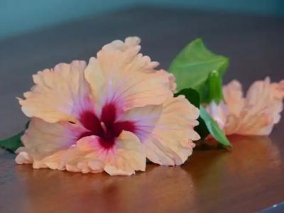 Demeure de Cap Maçon - 37