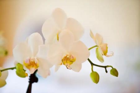 Birke - Appartments Waldesruh - 41