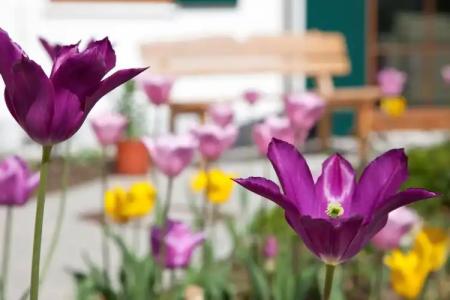 Landhotelgockelwirt - 9