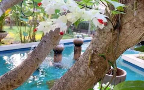 Iyarintara Resort Chiang Mai - 4