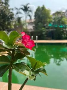 The Royal Shilton Resort - 15