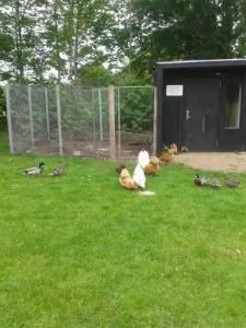 Billund Farm Holiday - 19
