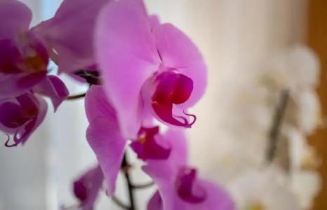 Apartments Dilberovic - 37