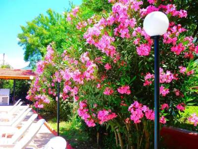 The Green Valley - 23