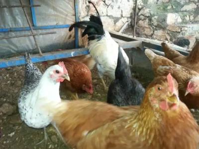 Beymelek Tas Evler - 11