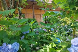 Gabriel Guest house, Pitsunda