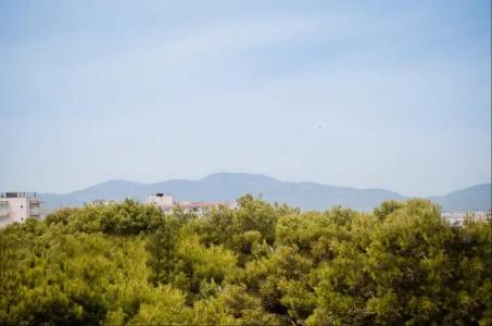 Vibra Palma Cactus - 29