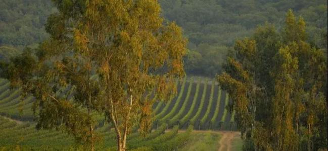 Tenuta La Parrina - 38