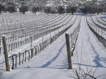 Tenuta La Parrina - 15