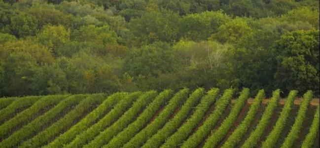 Tenuta La Parrina - 34