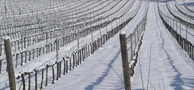 Tenuta La Parrina - 35