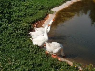 Tenuta La Parrina - 14